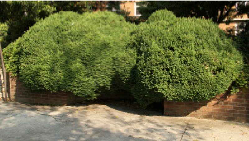 Round compact form of Buxus sempervirens ‘Suffruticosa’.