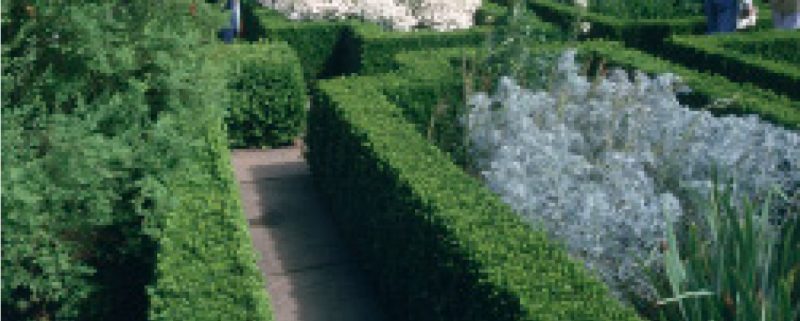 Boxwood hedges creating partitions between garden beds with contrasting plants.