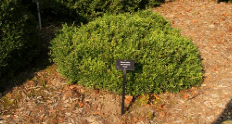 Low mound form of Buxus sinica var. insularis ‘Nana’.