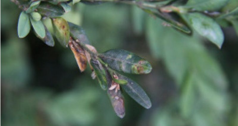 Boxwood leaves showing discoloration and blistering from a leafminer infestation.