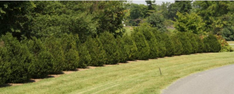 A row of boxwood shrubs forming a hedge along a grassy path.