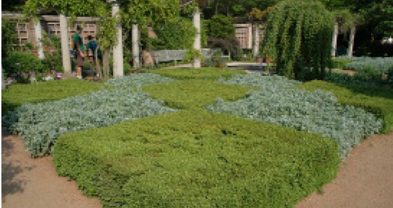 Diamond-shaped boxwood shrubs highlighting the colors and textures of adjacent plants in a garden.