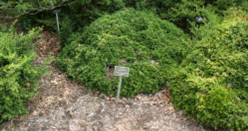 Compact, rounded dwarf boxwood shrub with a small sign in front, planted in a garden bed.
