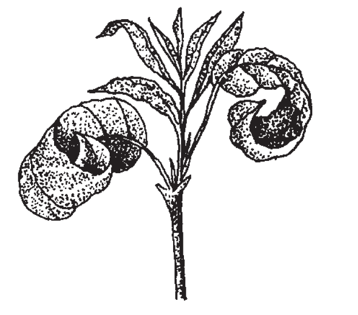 An illustration of a plant with curling and puckering leaves