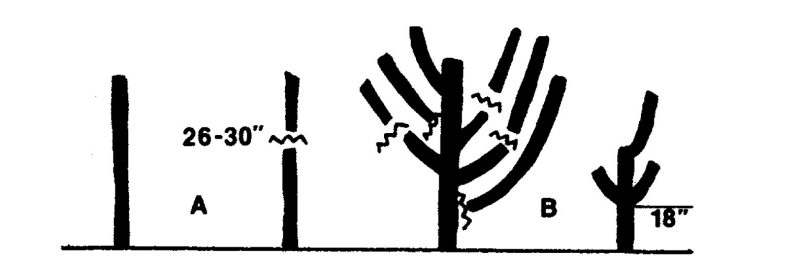 An Illustration showing peach trees proned 30 inches in height and above lateral branches.