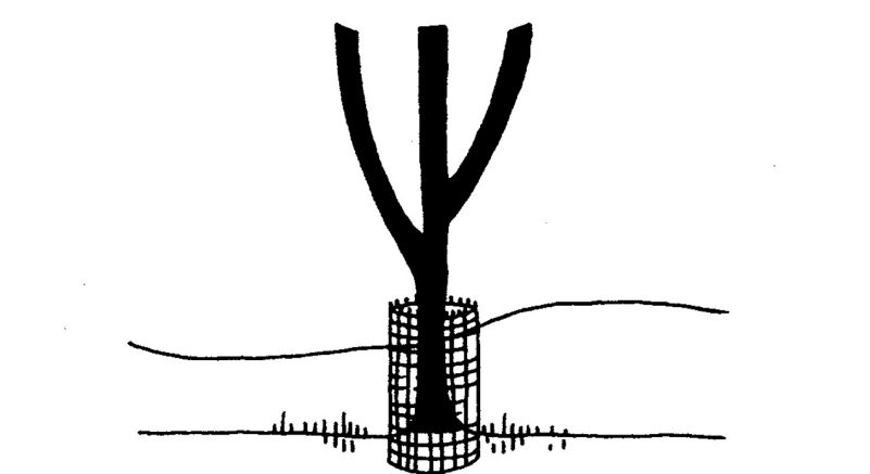 An illustration of a tree protected by a metal mesh screen in a circle