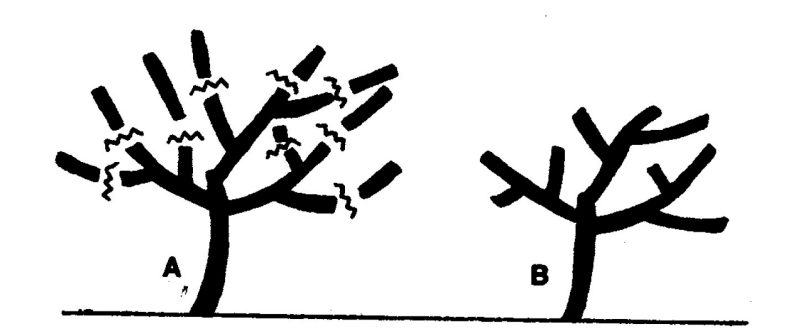 An Illustration of peach trees before and after pruning