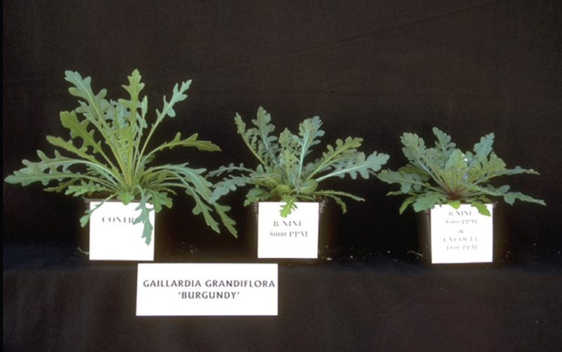 Blanket flower (Gaillardia x grandiflora ‘Burgundy’) was responsive to daminozide. Left to right: untreated control, two applications (at a two-week interval) of 5,000-ppm daminozide, and one application of a tank mix of 5,000-ppm daminozide and 1,500-ppm chlormequat chloride.