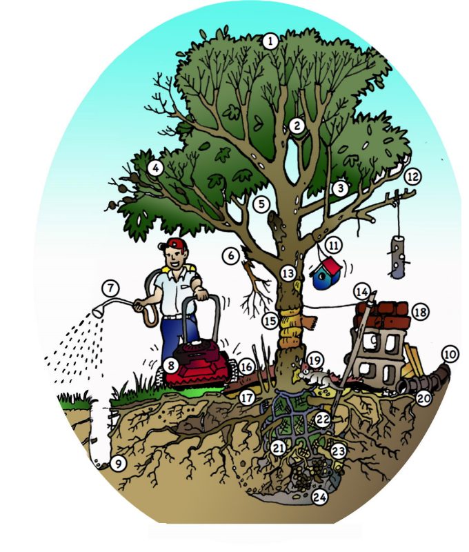 A numbered diagram of a tree which corresponds to the listed items.