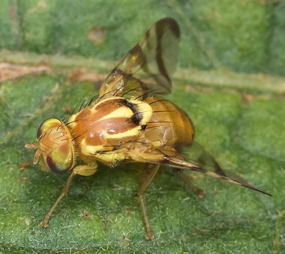 A close up of an adult pepper maggot fly. Photo shows the pale yellow head with green reflective eyes, a honey colored thorax, a pale yellow abdomen, and clear wings with brown bands.