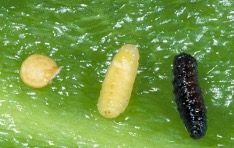 Pepper maggot larva on a leaf surface between a pepper maggot pupa (right) and a pepper seed (left) for scale. The larva and pupa are roughly 2 and 3 times the length of the pepper seed, respectively.