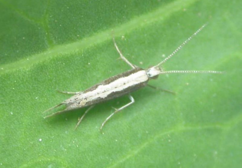 Adult Diamondback Moth on a leaf.