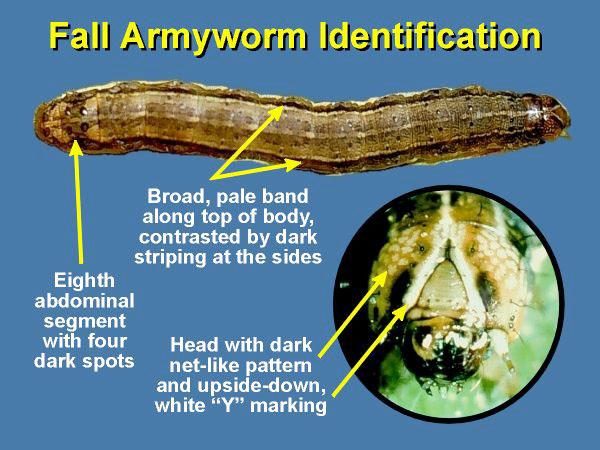 Brown army worm on a blue background