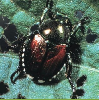 Japanese beetle is bronze and black