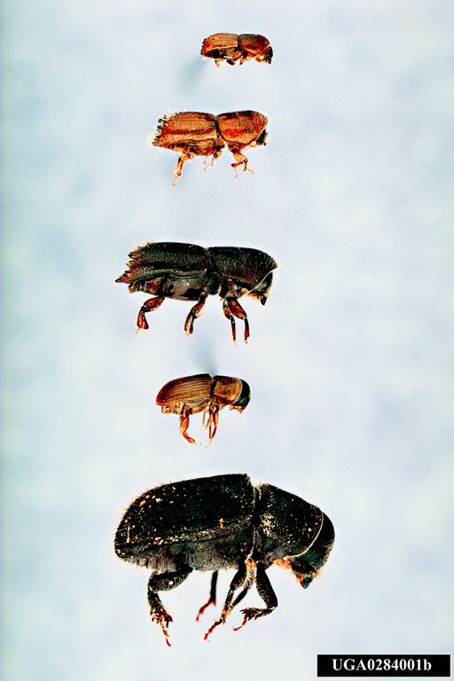 Five species of bark beetles ranging from small to large, showing a range of sizes and colors.