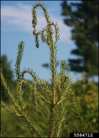 A pine tree with the tip of the leader bent over into a crook due to feeding by white pine beetle larvae.