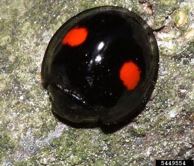 Figure 4, A shiny hemispherical beetle rests on the bark of a tree.