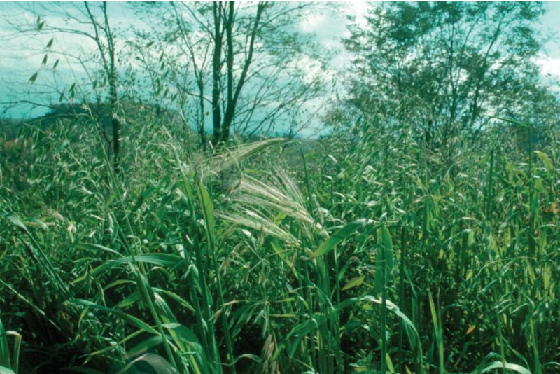 Figure 1. Fast-growing annual grasses, most of which are annuals, are often seeded as “nurse crops” to protect the perennial grasses and legumes that are generally slower to establish. These fast-growing annuals also provide organic matter to the soil as they decompose after dying off.