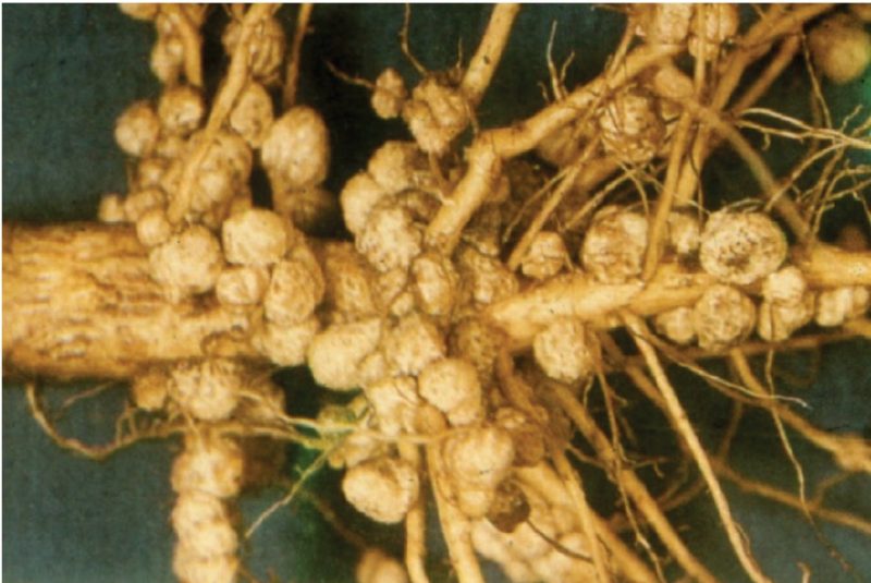 Figure 3. Nodules formed by Rhizobium bacteria on the roots of several legume species. When nodules are present, legumes can “fix” nitrogen from the air, satisfying their own nitrogen nutrition requirements and providing excess nitrogen to nonlegume plant species.