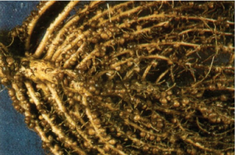 Figure 3. Nodules formed by Rhizobium bacteria on the roots of several legume species. When nodules are present, legumes can “fix” nitrogen from the air, satisfying their own nitrogen nutrition requirements and providing excess nitrogen to nonlegume plant species.