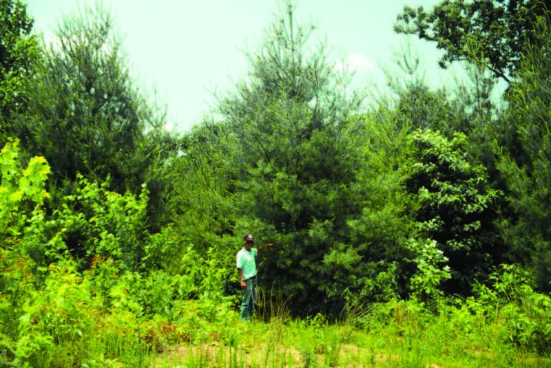 Figure 5. Eight-year-old white pine growing in loose, weathered sandstone minesoil.
