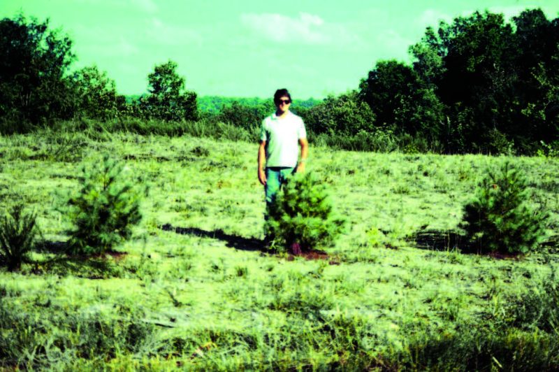 Figure 4. Eight-year-old white pine growing in compacted, unweathered shale minesoil.