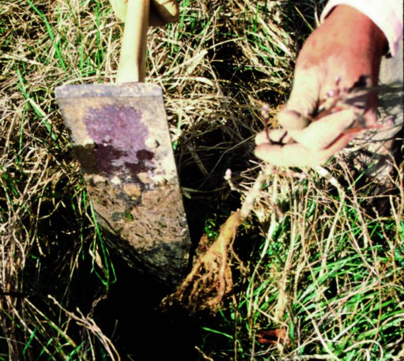 A photo of a hand and a tool planting a seedling amongst green and brown grasses.