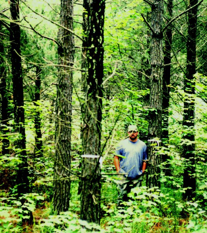 Figure 2. A 16-year-old pine forest on mined land.
