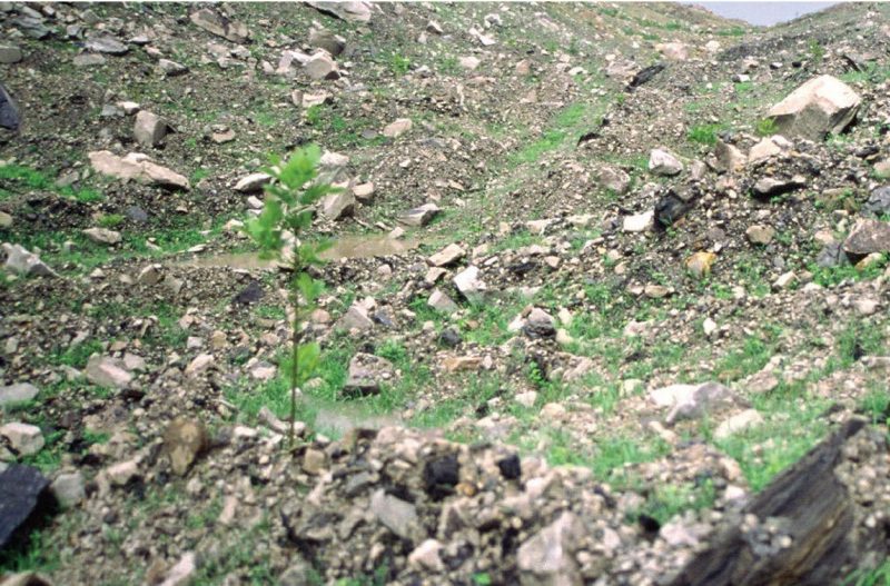 Tree-compatible groundcover in midsummer, about three months after planting. The cover is sparse but planted trees are able to survive and grow, and native plants can seed in and become established.