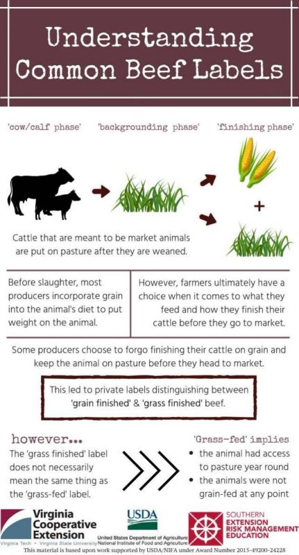 Figure 1. Infographic titled "Understanding Common Beef Labels" explains the different stages and labeling terms for beef production. It outlines three phases: cow/calf phase, backgrounding phase, and finishing phase with illustrations of a cow with calf, grass, and corn, representing each phase. The infographic describes that cattle are generally pasture-fed post-weaning and may be grain-finished to add weight before market. It distinguishes between "grain finished" and "grass finished" beef, noting that "grass finished" implies cattle had access to pasture year-round and weren’t grain-fed at any point.