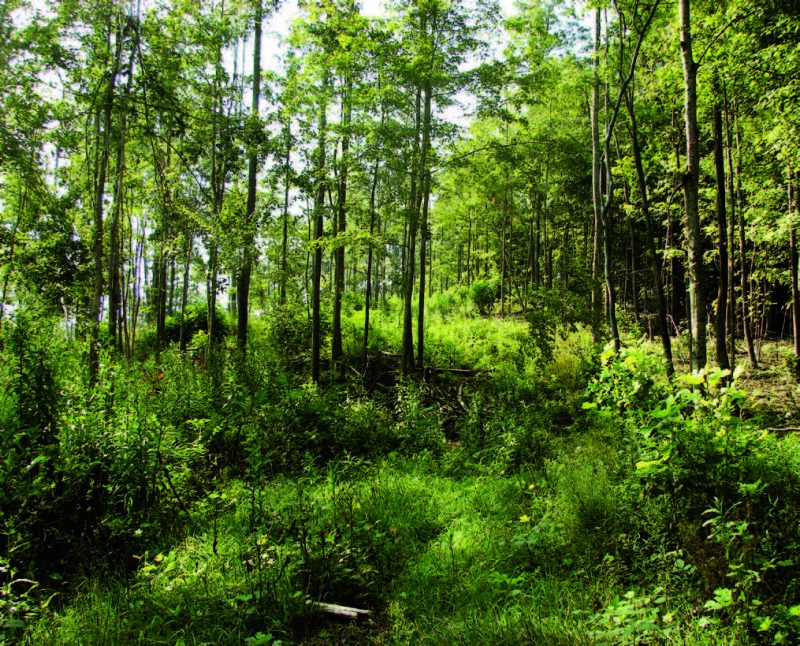 Image of a forest on a hill
