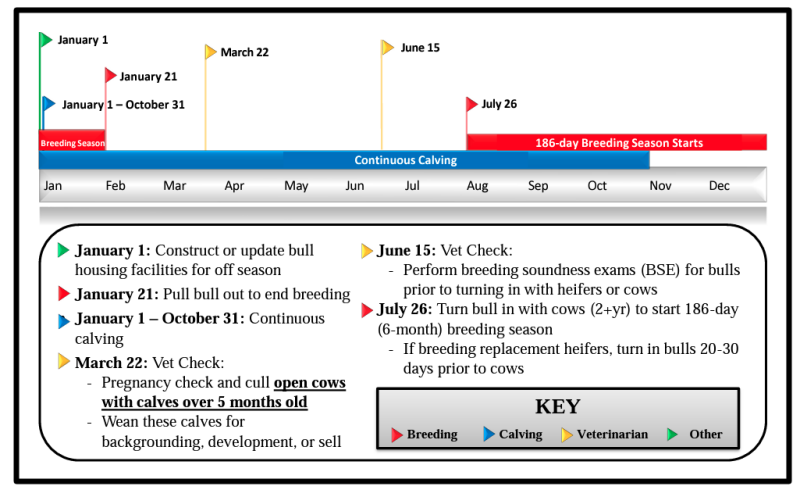 January 1: Construct or update bull housing facilities for off-season. January 21: Pull bull out to end breeding prior to turning in with heifers or cows. January 1 — October 31: Continuous calving. March 22: Vet check: Pregnancy check and cull open cows with calves over 5 months old. Wean these calves for backgrounding, development, or sell. June 15: Vet check: Perform breeding soundness exams (BSE) for bulls prior to turning in with heifers or cows. July 26: Turn bull in with cows (2+yr) to start 186-day (6-month) breeding season. If breeding replacement heifers, turn in bulls 20-30 days prior to cows.