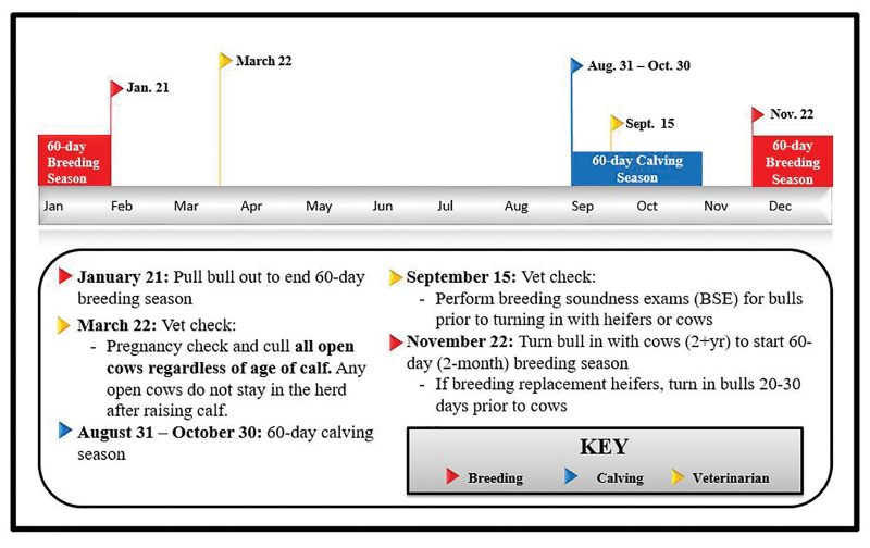 January 21: Pull bull out to end 60-day breeding season. March 22: Vet check: Pregnancy check and cull all open cows regardless of age of calf. Any open cows do not stay in the herd day after raising calf. August 31 — October 30: 60-day calving season. September 15: Vet check: Perform breeding soundness exams (BSE) for bulls prior to turning in with heifers or cows. November 22: Turn bull in with cows (2+yr) to start 60-day (2-month) breeding season. If breeding replacement heifers, turn in bulls 20-30 days prior to cows.