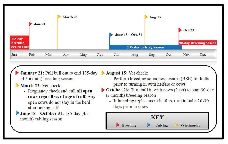 January 21: Pull bull out to end 135-day (4.5 month) breeding season. March 22: Vet check:  Pregnancy check and cull all open cows regardless of age of calf. Any open cows do not stay in the herd after raising calf. June 18 — October 31: 135-day (4.5-month) calving season. August 15: Vet check: Perform breeding soundness exams (BSE) for bulls prior to turning in with heifers or cows. October 23: Turn bull in with cows (2+yr) to start 90-day (3-month) breeding season. If breeding replacement heifers, turn in bulls 20-30 days prior to cows.