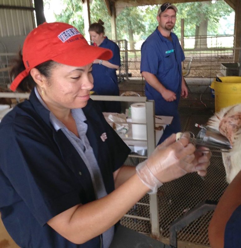 Transcervical insemination in goats.