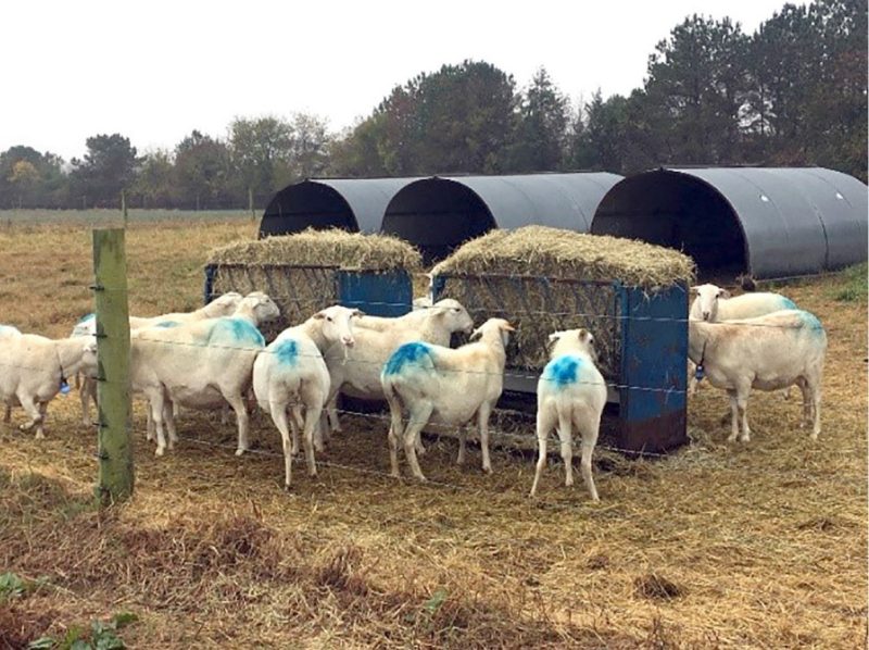 A group of St. Croix ewes with blue marks on their backs are gathered around a hay feeder in a pasture.