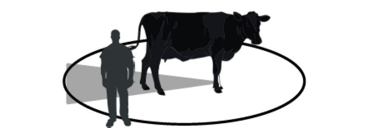 A person standing just outside or on the flight zone of a cow pictured.
