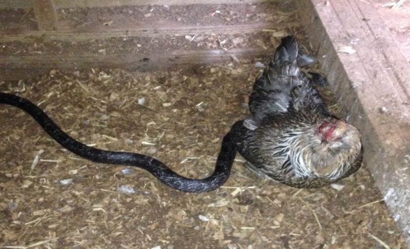 A snake and a chicken together on hay.