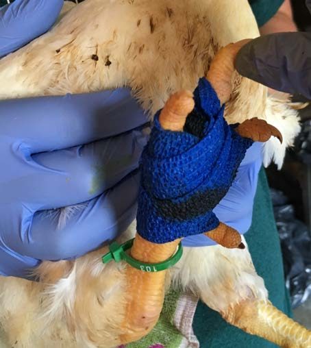 Figure 4. Feet may be cleaned and bandaged to treat footpad disorders.