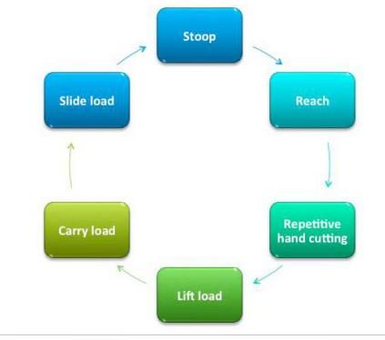 This is a diagram that shows continuous harvesting work cycle from stooping to reaching to repetitive hand cutting to lifting loads to carrying the load to sliding the load and then back to stooping. 