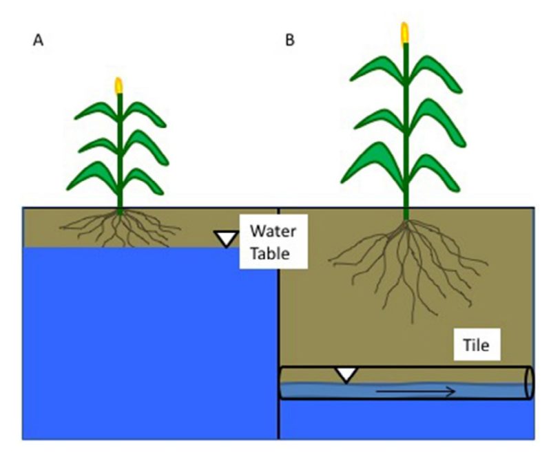 Graphic of poor aeration and shallow root systems