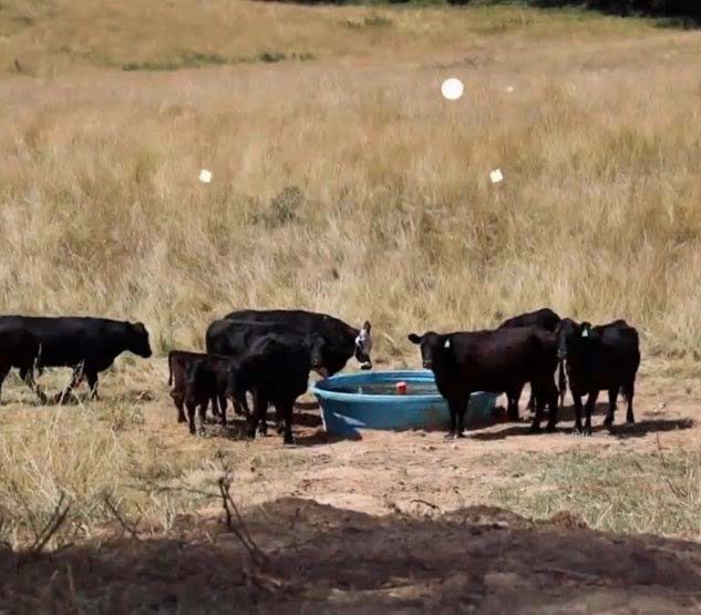 Cattle Accessing Livestock Waterer Stock Tank from System Demonstration Site