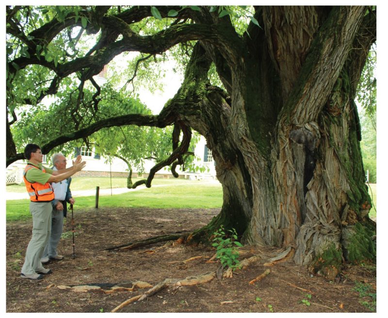 national champion osage-orange tree