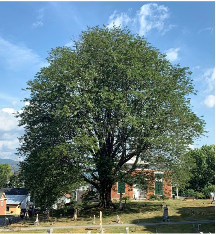 national champion honeylocust in downtown Fincastle