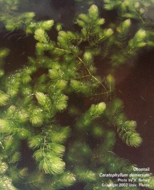 Coontail submerged in water in pond.