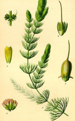 Coontail: Pictures, Flowers, Leaves and Identification ...