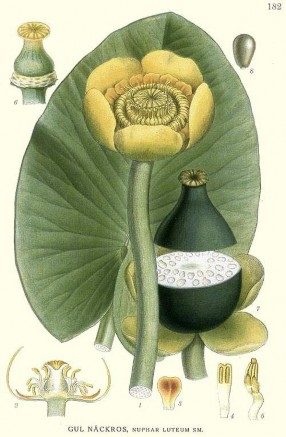 A drawing that diagrams the parts of a water lily.