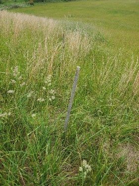 Photograph of planting site with stakes