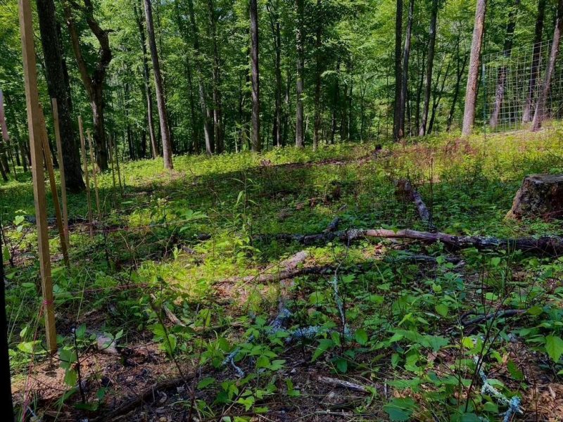 Photograph of control plot on 2021-Burn site