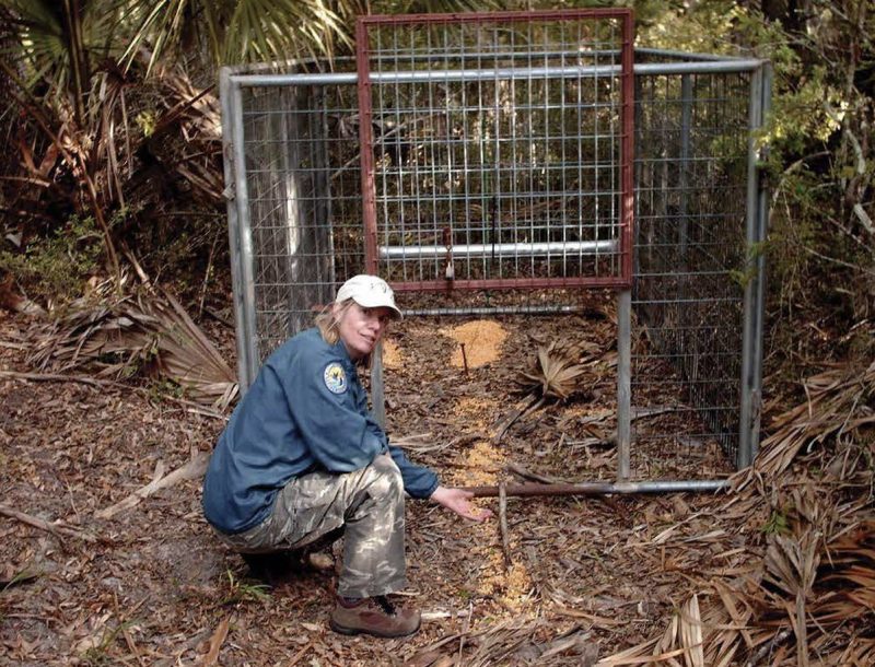 A USDA employee shows a large metal cage with an open drop door and food leading to and inside the cage.